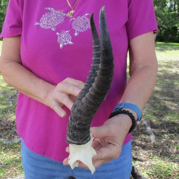 B-Grade Male Springbok Skull Plate with 10" & 10-1/2" Horns - $18