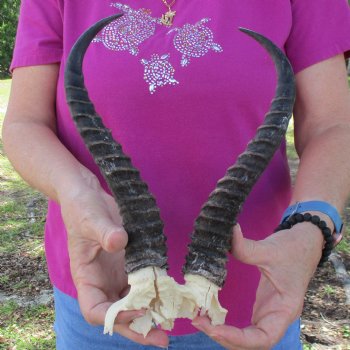 B-Grade Male Springbok Skull Plate with 10" & 10-1/2" Horns - $18