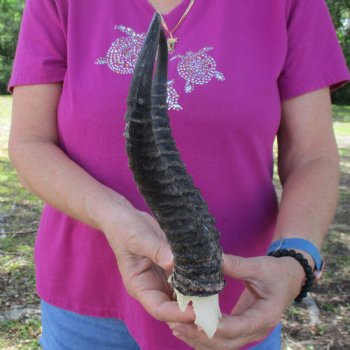 B-Grade Male Springbok Skull Plate with 10" & 10-1/2" Horns - $18