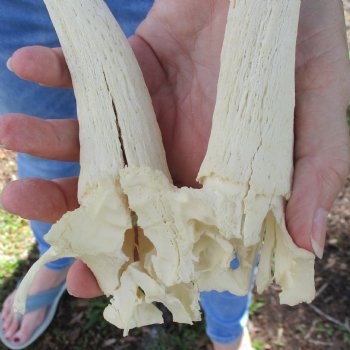 B-Grade Male Springbok Skull Plate with 10" & 10-1/2" Horns - $18