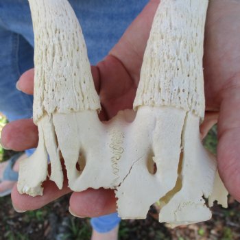 B-Grade Male Springbok Skull Plate with 10" & 10-1/2" Horns - $18