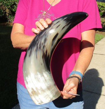 Buy this 23 Inch Wide Base, Polished Buffalo Horn - $37