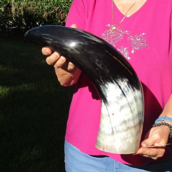 Buy this 23 Inch Wide Base, Polished Buffalo Horn - $37