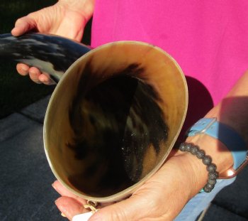 Buy this 23 Inch Wide Base, Polished Buffalo Horn - $37