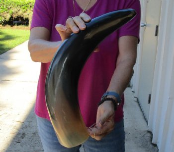 Buy this 22 Inch Wide Base, Polished Buffalo Horn - $37