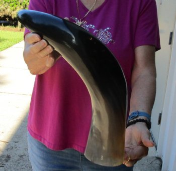 Buy this 22 Inch Wide Base, Polished Buffalo Horn - $37