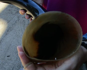 Buy this 22 Inch Wide Base, Polished Buffalo Horn - $37