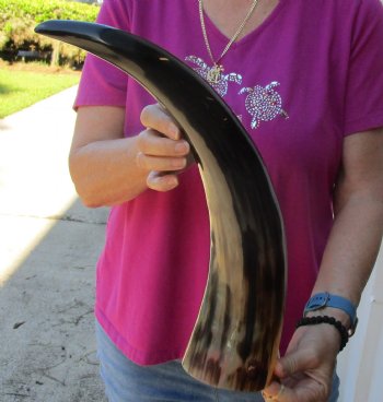 Buy this 21 Inch Wide Base, Polished Buffalo Horn - $37