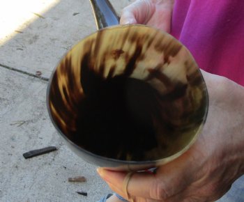 Buy this 21 Inch Wide Base, Polished Buffalo Horn - $37