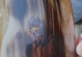 Buy this 21 Inch Wide Base, Polished Buffalo Horn - $37