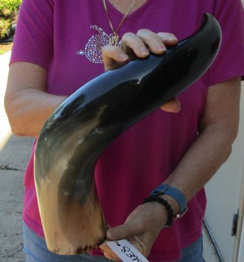Buy this 23 Inch Wide Base, Polished Buffalo Horn - $37