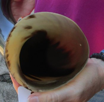 Buy this 23 Inch Wide Base, Polished Buffalo Horn - $37