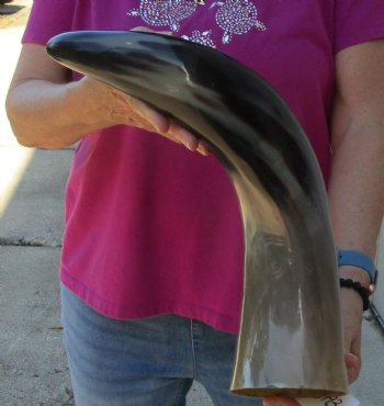 Buy this 22 Inch Wide Base, Polished Buffalo Horn - $37