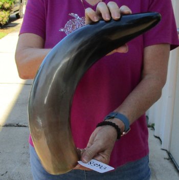 Buy this 22 Inch Wide Base, Polished Buffalo Horn - $37