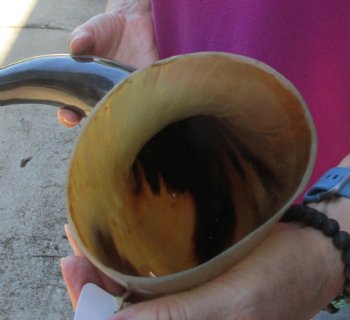 Buy this 22 Inch Wide Base, Polished Buffalo Horn - $37