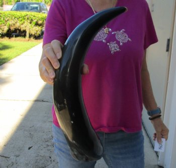 Buy this 23 Inch Wide Base, Polished Buffalo Horn - $37