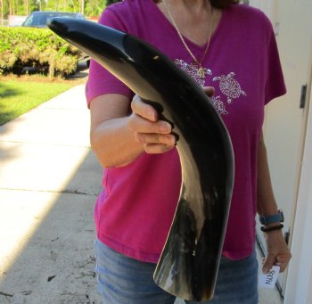 Buy this 23 Inch Wide Base, Polished Buffalo Horn - $37