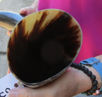 Buy this 23 Inch Wide Base, Polished Buffalo Horn - $37