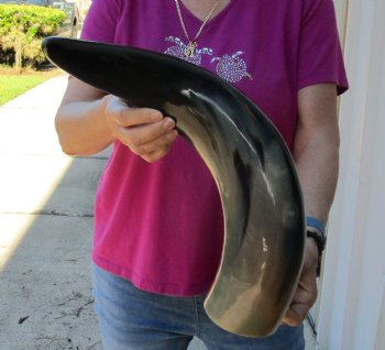Buy this 24 Inch Wide Base, Polished Buffalo Horn - $37
