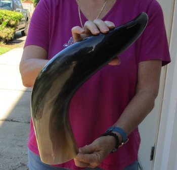 Buy this 24 Inch Wide Base, Polished Buffalo Horn - $37