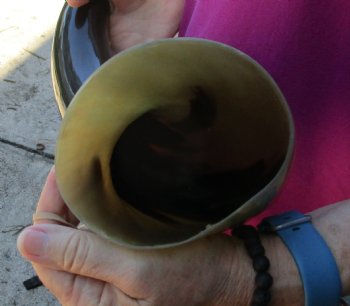 Buy this 24 Inch Wide Base, Polished Buffalo Horn - $37