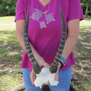 Buy this B-Grade Blesbok Skull Plate with 13 inch Horns for $20