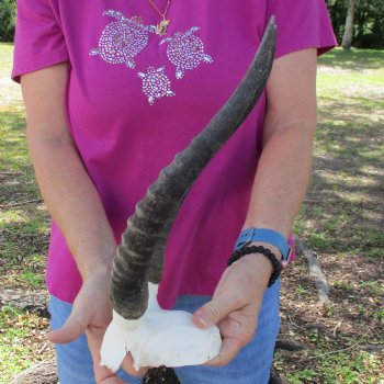 Buy this B-Grade Blesbok Skull Plate with 13 inch Horns for $20