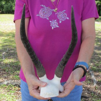 Buy this B-Grade Blesbok Skull Plate with 13 inch Horns for $20