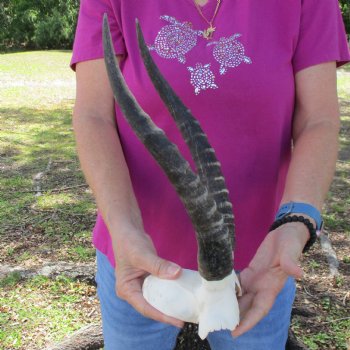 Buy this B-Grade Blesbok Skull Plate with 13 inch Horns for $20