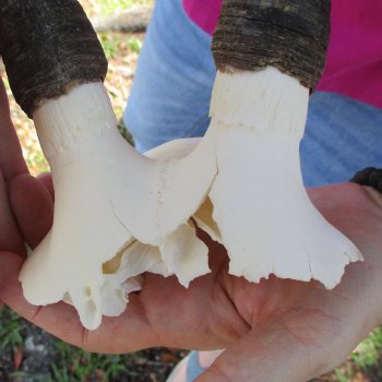 Buy this B-Grade Blesbok Skull Plate with 13 inch Horns for $20