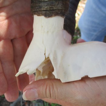 Buy this B-Grade Blesbok Skull Plate with 13 inch Horns for $20