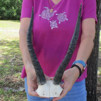 Buy this B-Grade Blesbok Skull Plate with 13 and 12 inch Horns for $20