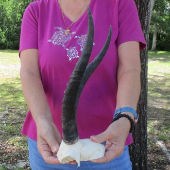 Buy this B-Grade Blesbok Skull Plate with 13 and 12 inch Horns for $20