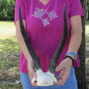 Buy this B-Grade Blesbok Skull Plate with 13 and 12 inch Horns for $20