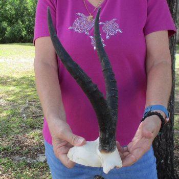 Buy this B-Grade Blesbok Skull Plate with 13 and 12 inch Horns for $20