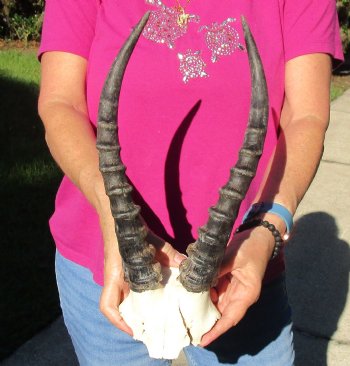 Buy this B-Grade Blesbok Skull Plate with 13 inch Horns for $20