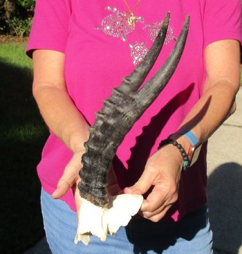 Buy this B-Grade Blesbok Skull Plate with 13 inch Horns for $20