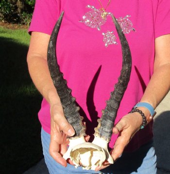 Buy this B-Grade Blesbok Skull Plate with 13 inch Horns for $20