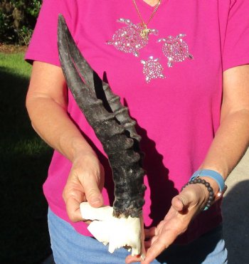 Buy this B-Grade Blesbok Skull Plate with 13 inch Horns for $20