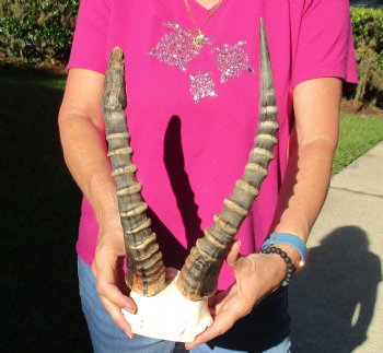 Buy this B-Grade Blesbok Skull Plate with 12 & 15 inch Horns for $20