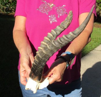 Buy this B-Grade Blesbok Skull Plate with 12 & 15 inch Horns for $20