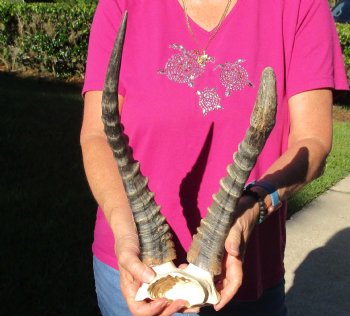 Buy this B-Grade Blesbok Skull Plate with 12 & 15 inch Horns for $20