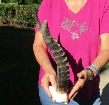 Buy this B-Grade Blesbok Skull Plate with 12 & 15 inch Horns for $20