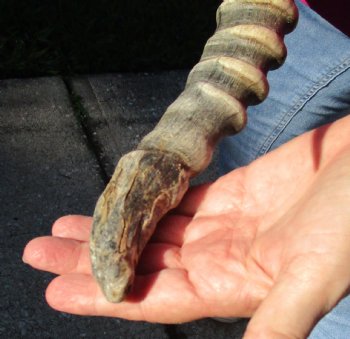 Buy this B-Grade Blesbok Skull Plate with 12 & 15 inch Horns for $20