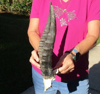 Buy this B-Grade Blesbok Skull Plate with 12 & 13 inch Horns for $20