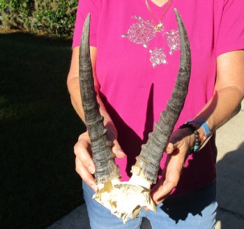 Buy this B-Grade Blesbok Skull Plate with 12 & 13 inch Horns for $20