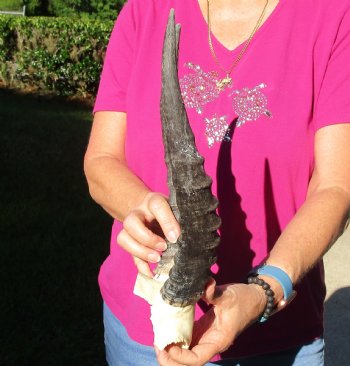 Buy this B-Grade Blesbok Skull Plate with 12 & 13 inch Horns for $20