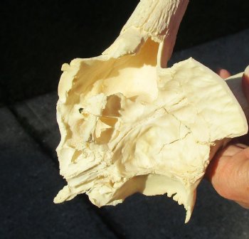 Buy this B-Grade Blesbok Skull Plate with 12 & 13 inch Horns for $20