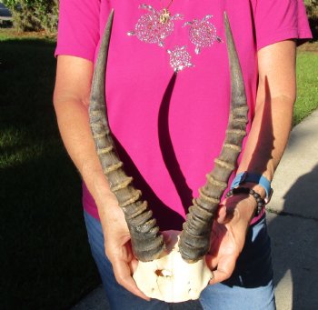 Buy this B-Grade Blesbok Skull Plate with 14 inch Horns for $20