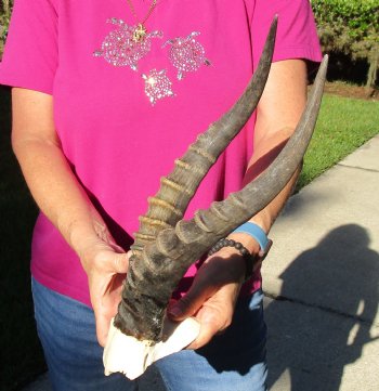 Buy this B-Grade Blesbok Skull Plate with 14 inch Horns for $20